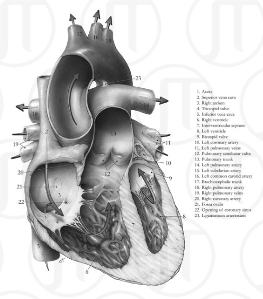 Heart Anatomy