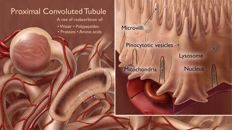 Proximal Convoluted Tubule