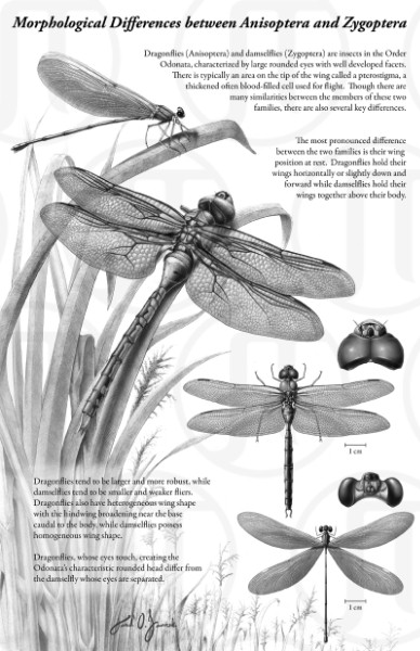 Morphological Differences Between Anisoptera and Zygoptera
