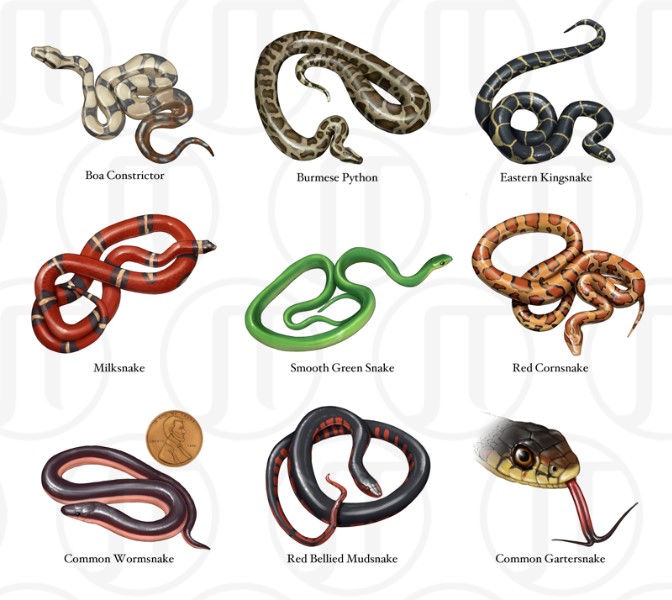 Snakes of North America