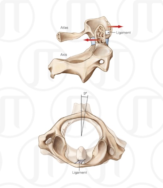 Atlas Ligament