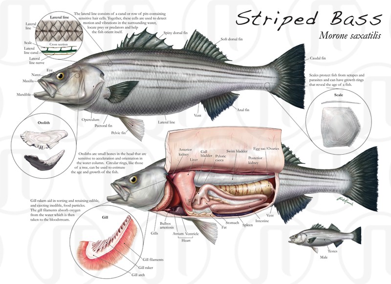 External and Internal Anatomy of Morone saxatilis