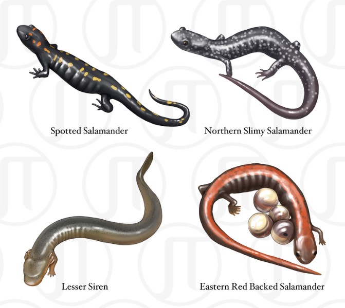 Salamanders of North America