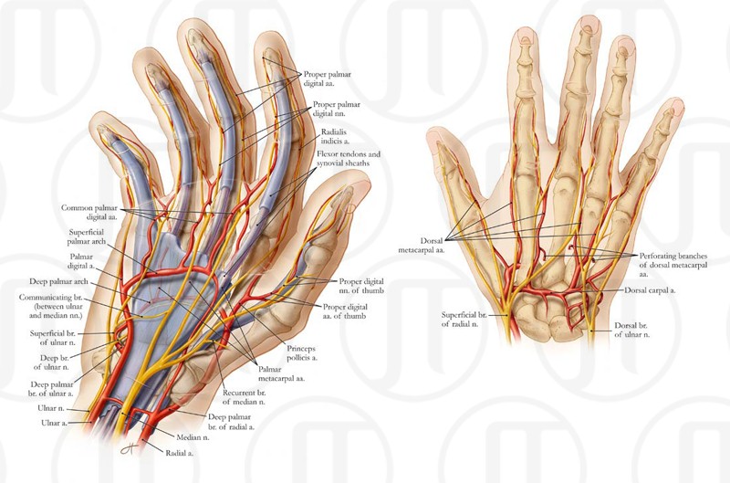 Neurovasculatre of the Hand
