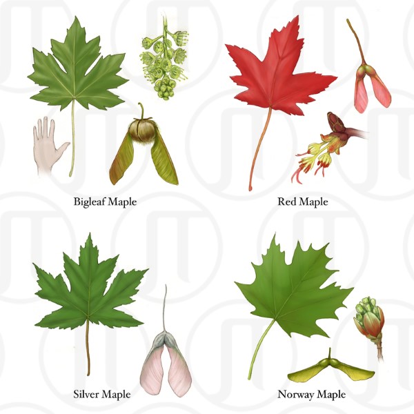 Maple Trees of North America