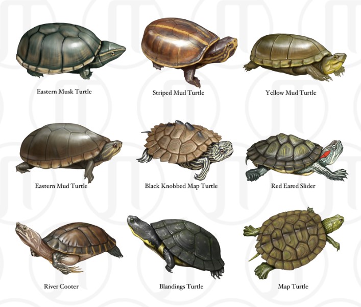 Turtles of North America