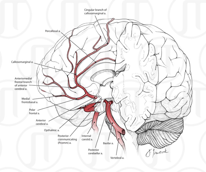General Arterial Supply for the Brain