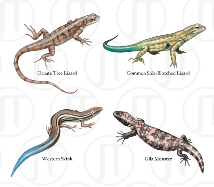 Lizards of North America