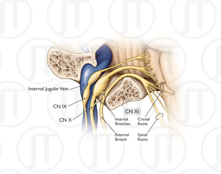 Neurovasculature of the Jugular Foramen